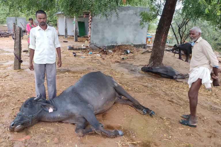 Two buffaloes killed by lightning strike in yadadri bhuvanagiri district