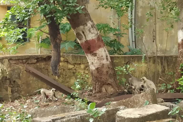 fight-between-groups-of-monkey