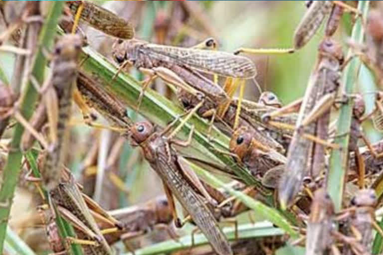 locusts problems for farmers