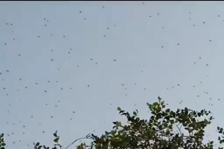 Locust reached Bundol area of Seoni district