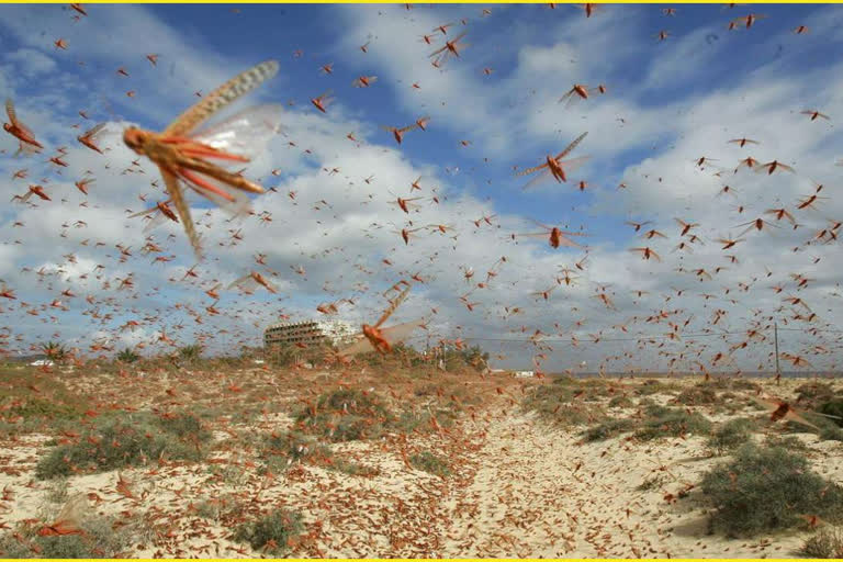 Locusts Invasion