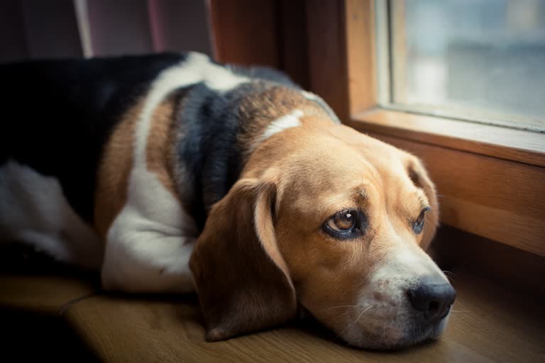 rishikesh dog