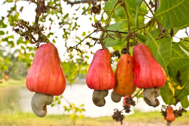 rate of cashews  cashews growers farmer  farmer problems in sindhudurg  काजूचे दर  काजू उत्पादक शेतकऱ्यांच्या समस्या  सिंधुदुर्ग लेटेस्ट बातमी  sindhudurg latest news