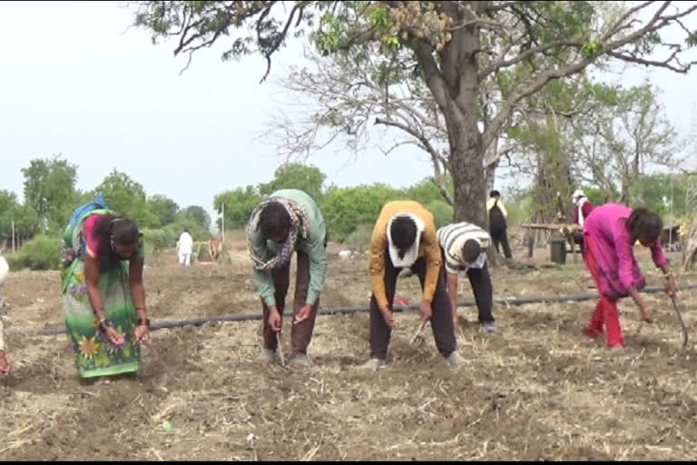 farmers start sowing before monsoon in amravati