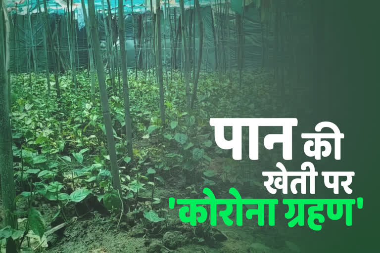 betel-farmers-facing-huge-loss-due-to-locdown-in-tikamgarh