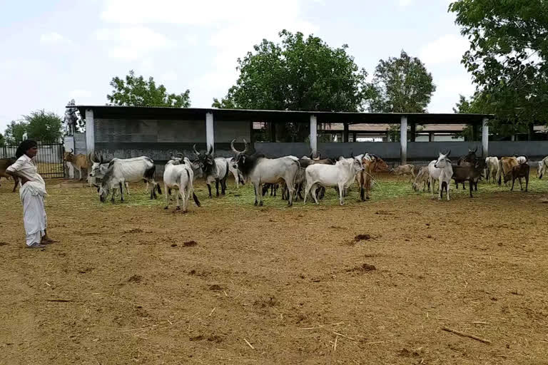 kutch, Etv Bharat