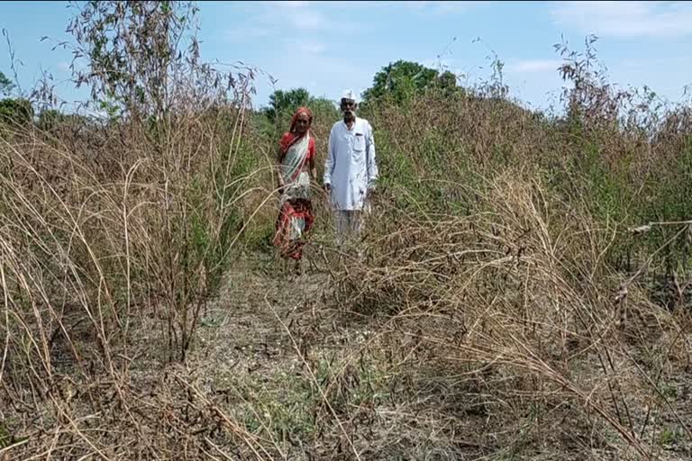 farmers in latur