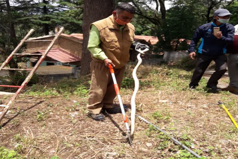 snake in quarantine centre almora news , अल्मोड़ा क्वावरंटाइन सेंटर में सांप समाचार