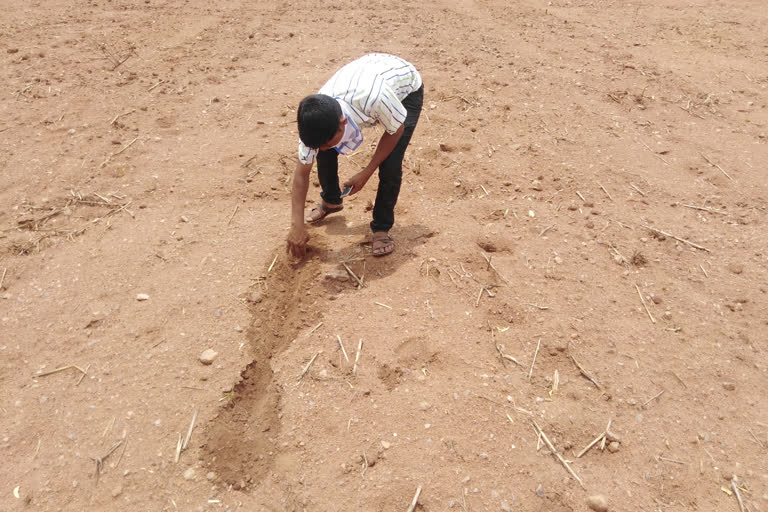 Privet seed supplied Poor  seed  to Farmers