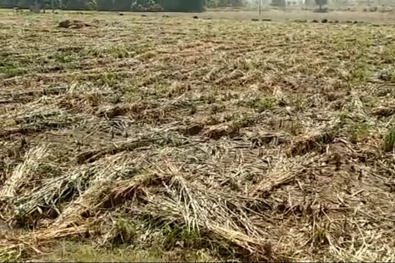 unseasonal rains in Banaskantha district