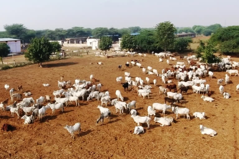 अनुदान राशि जारी, जिला गोपालन समिति, Jaipur News