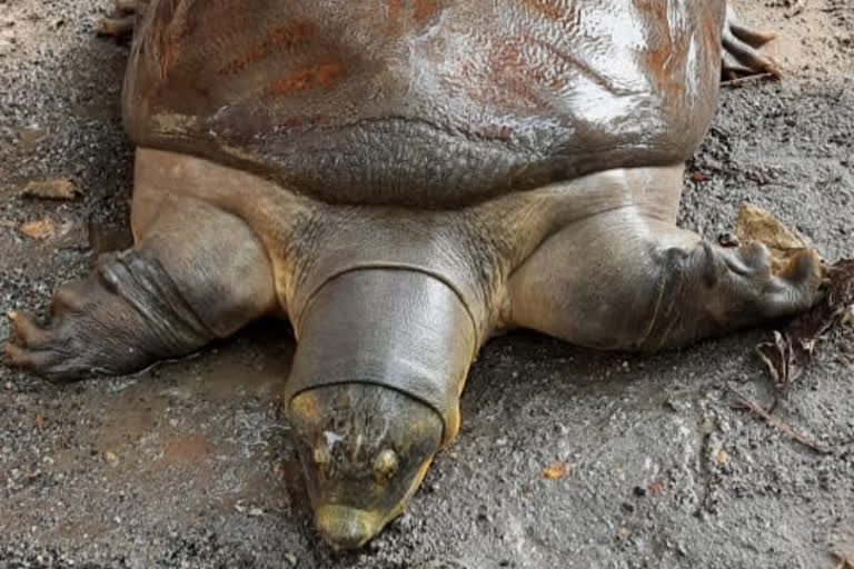 Rare turtle rescued, Zambhira dam of mayurbhanj, 30 କିଲୋର ବିରଳ କଇଁଛ ଉଦ୍ଧାର, ଜମ୍ଭୀରା ଡ୍ୟାମ, ମୟୁରଭଞ୍ଜ ଖବର