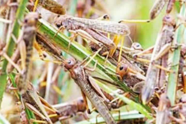 locusts problems at chittor district