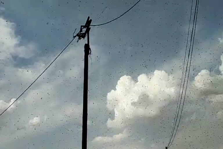 locusts-attacked-in-shahdol