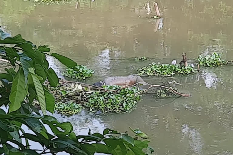 a dead body in river