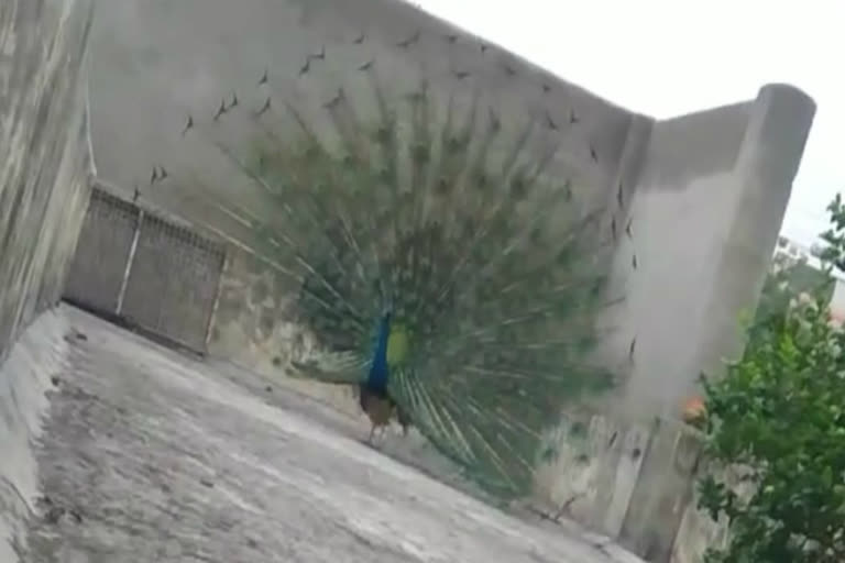 Peacock seen dancing in city during lockdown in Ghaziabad