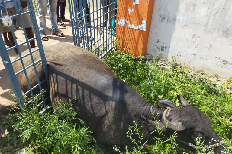 buffalo strucked in school gate at devarapally in vishakaptnam