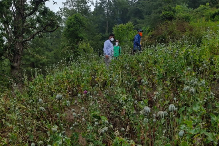 opium cultivation kullu