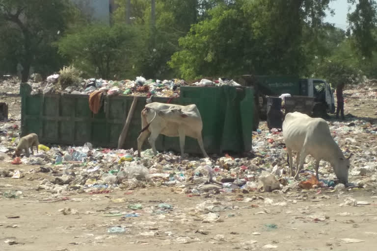 garbage dumping zone placed near jaitpur ntpc park