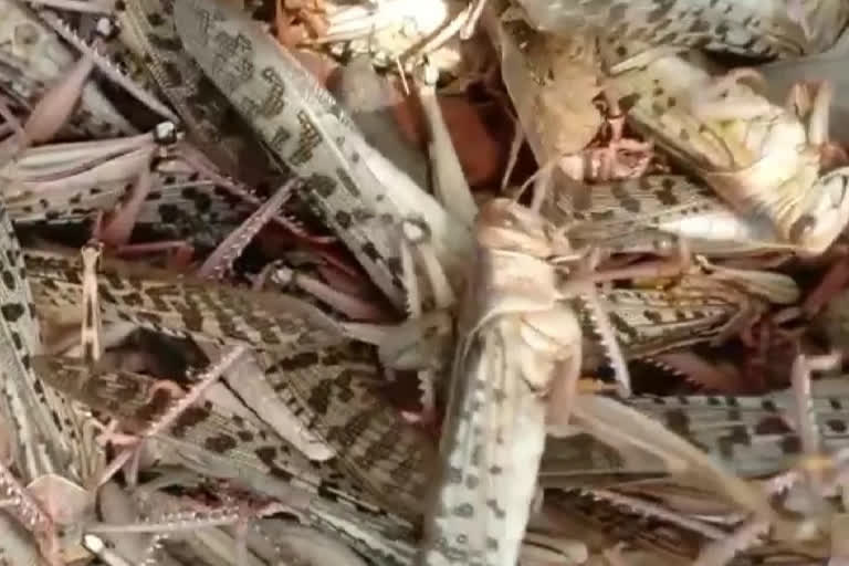 locusts attack locusts attack