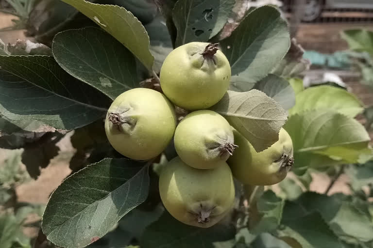 green apple testing cultivation in Garhbeta