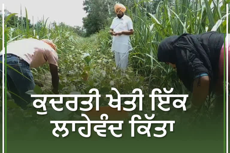 Hoshiarpur,organic farming,multi-crop method