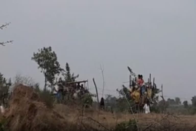 Camels are wandering in Mungeli at bilaspur