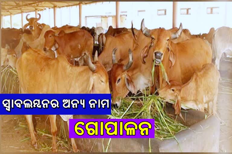 kandhamal latest news, successful cattle farmer kaliprasanna behera, kaliprasanna behera, cattle farmer kaliprasanna behera, cattle farming, କନ୍ଧମାଳ ଲାଟେଷ୍ଟ ନ୍ୟୁଜ୍‌, କନ୍ଧମାଳରେ ସଫଳ ଗୋପାଳକ କାଳୀପ୍ରସନ୍ନ ବେହେରା, କାଳୀପ୍ରସନ୍ନ ବେହେରା, ଗୋପାଳକ କାଳୀପ୍ରସନ୍ନ ବେହେରା, ଗୋପାଳନ