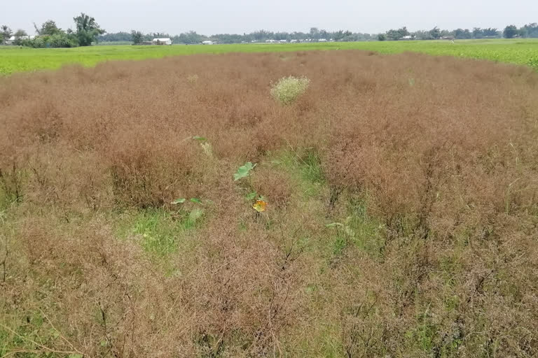 cultivators facing loss due to river erosion in jania