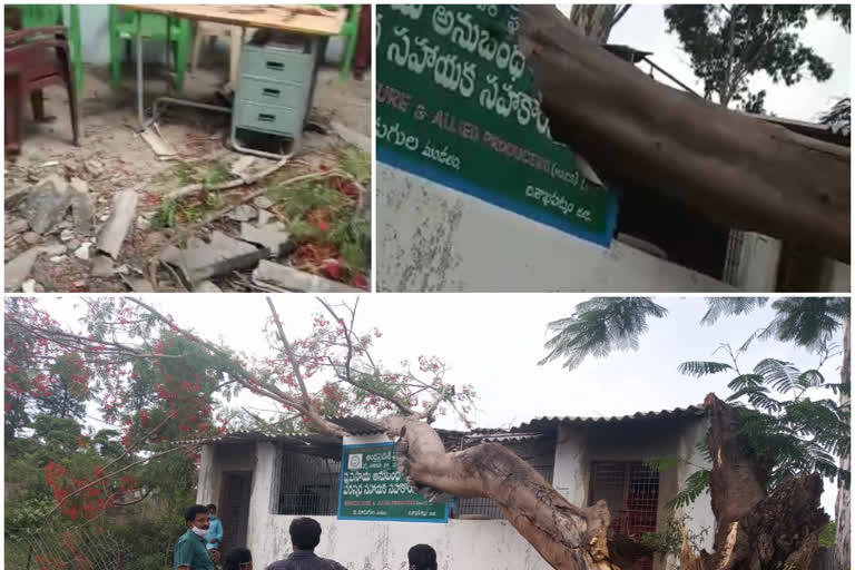 big tree collapsed on the agriculture office