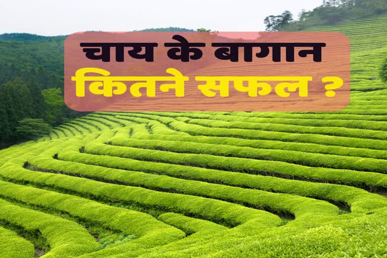 Tea garden in Uttarakhand