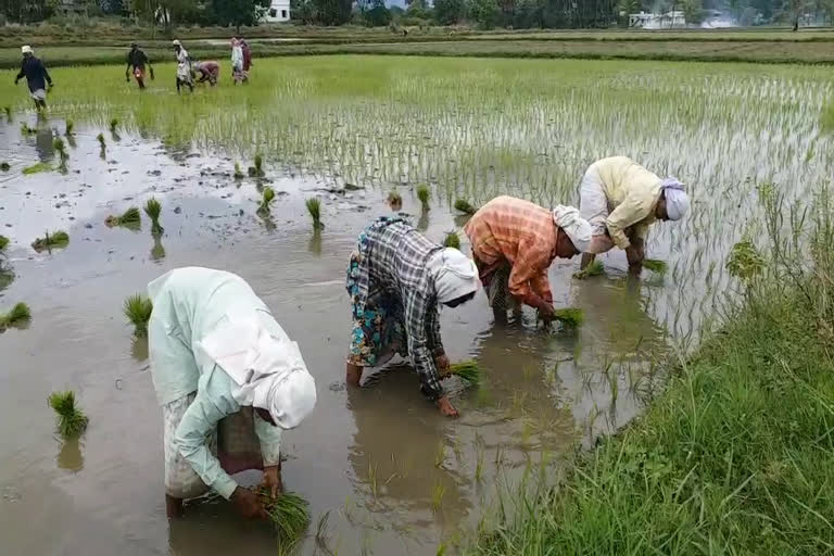 paddy cultivation started in Palakkad  palakkad news  പാലക്കാട് വാര്‍ത്തകള്‍  നെല്‍കൃഷി വാര്‍ത്തകള്‍