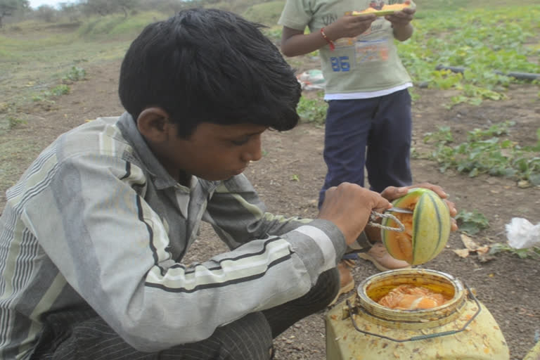 neemuch Melon cultivation eclipsed lockdown