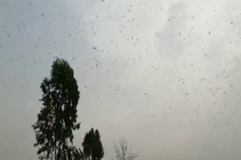 locust entry into Shahabad, शाहबाद न्यूज