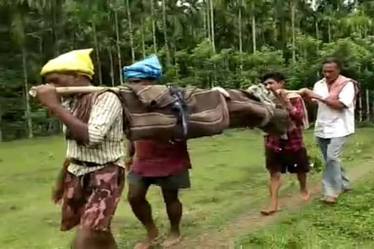 dead body tied to wooden pole