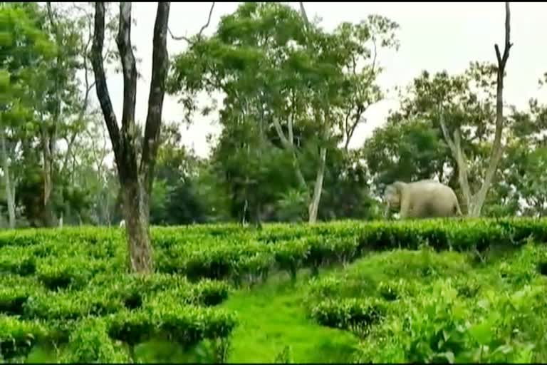 Man Elephant Conflict at golaghat assam etv bharat news