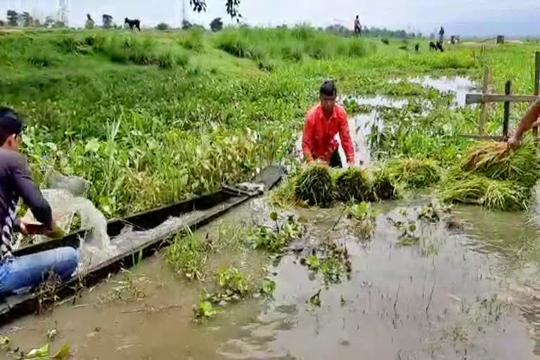 paddy cultivators facing loss due to flood