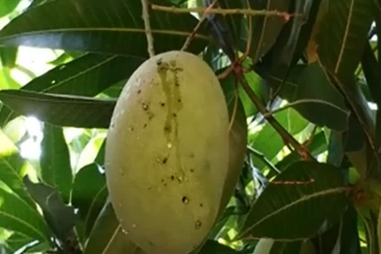 problem with pandu eega to mangoes- loss to farmers