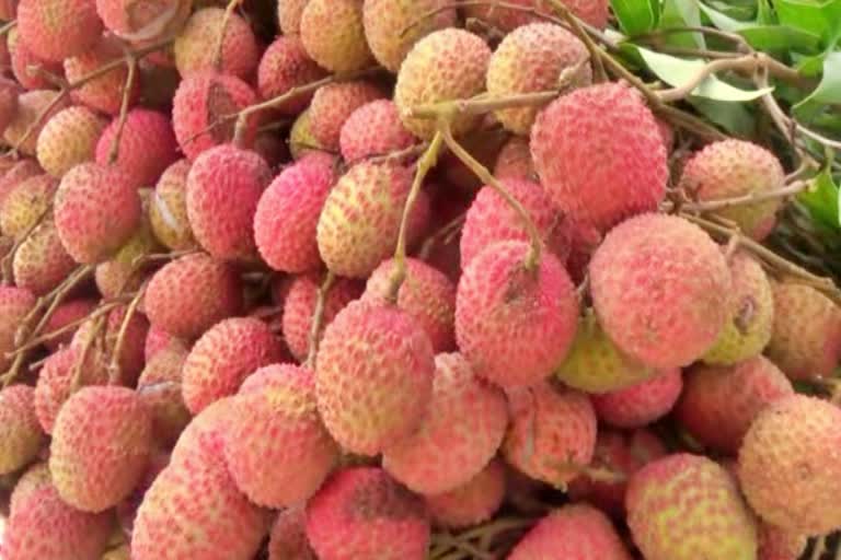 Litchi Market of aamguri sivsagar assam etv bharat news