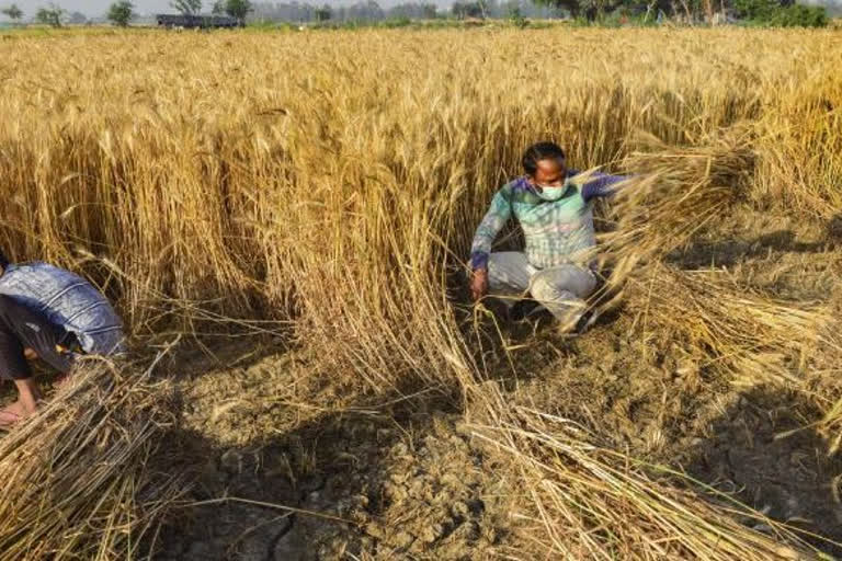 Farmers harvesting wheat crop