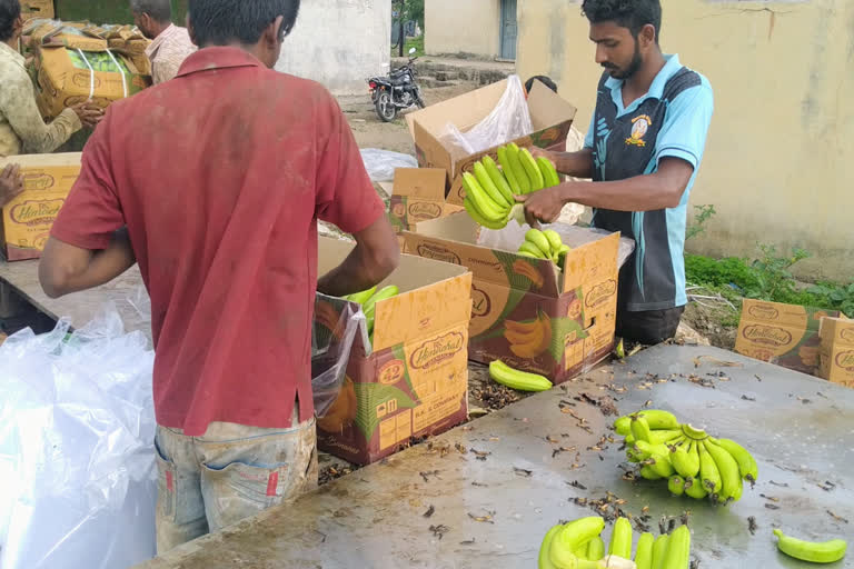 nanded district farmer on  banana adat