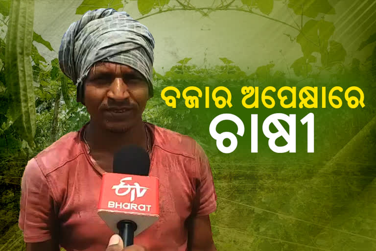 vegetable farmer face marketing problem over lockdown in mayurbhanj district