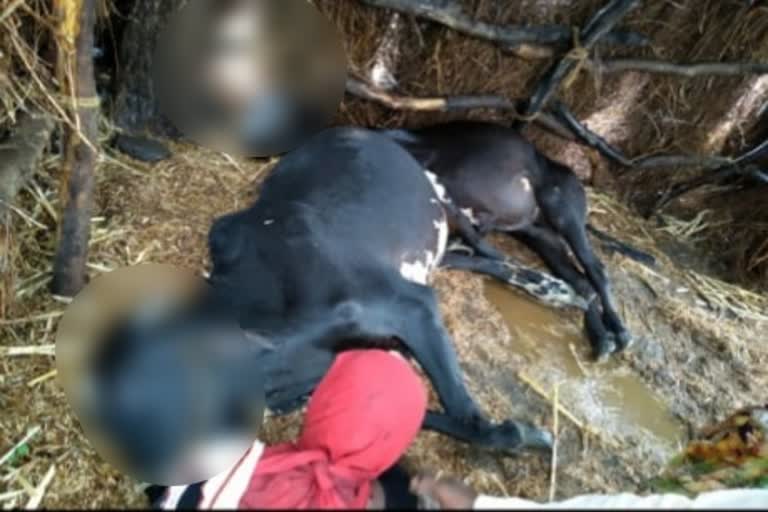 Two bulls dead nanded