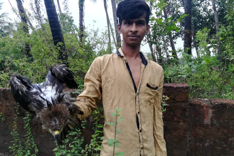 Locals save eagles injured during Cyclone Nisarga in Maharashtra