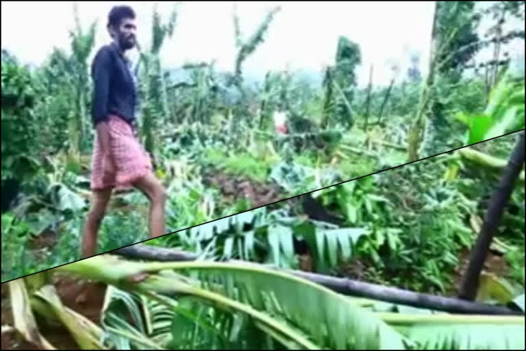 Agri  mansoon destroyed cultivation  mansoon in kerala  kerala mansoon  agriculture  kasarcode