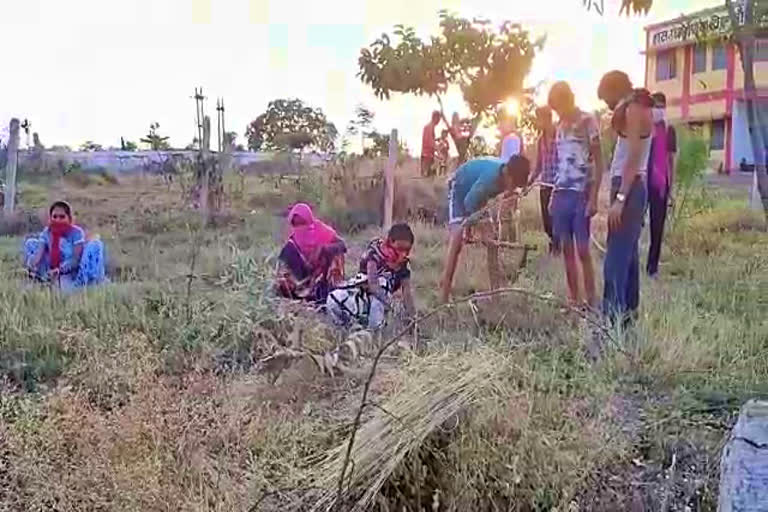 plantation in quarantine center of mungeli