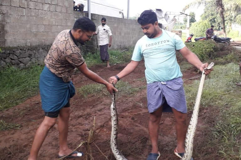 python caught in perumbaavoor  എറണാകുളം:  ernakulam  perumbavoor  python  perumpambu  മലമ്പാമ്പ്