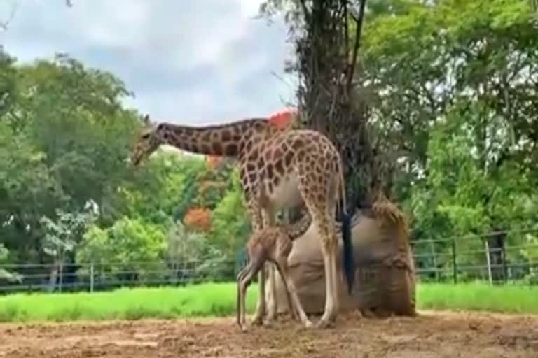 Marie Giraffe is in her first maternity celebration in Mysore