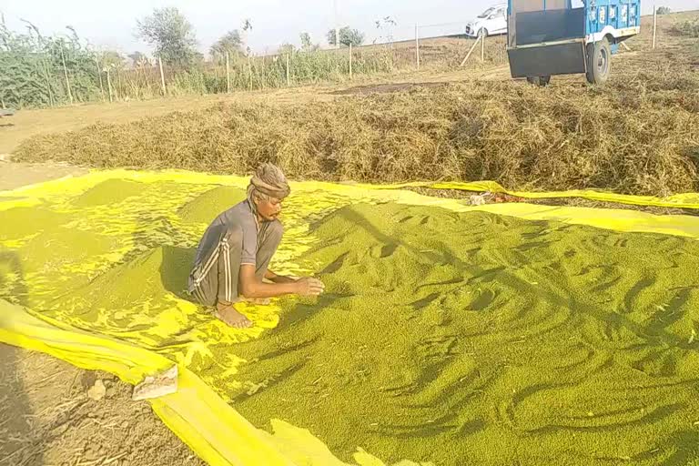 Moong farmer