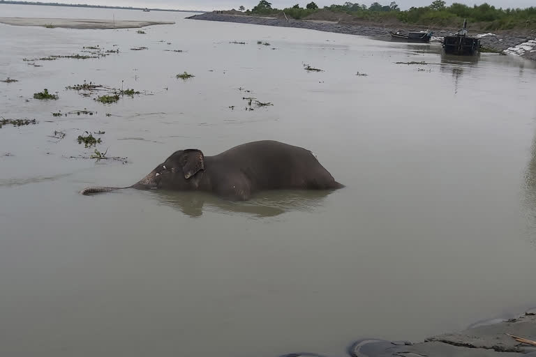 a death elephant body recoverd at Majuli